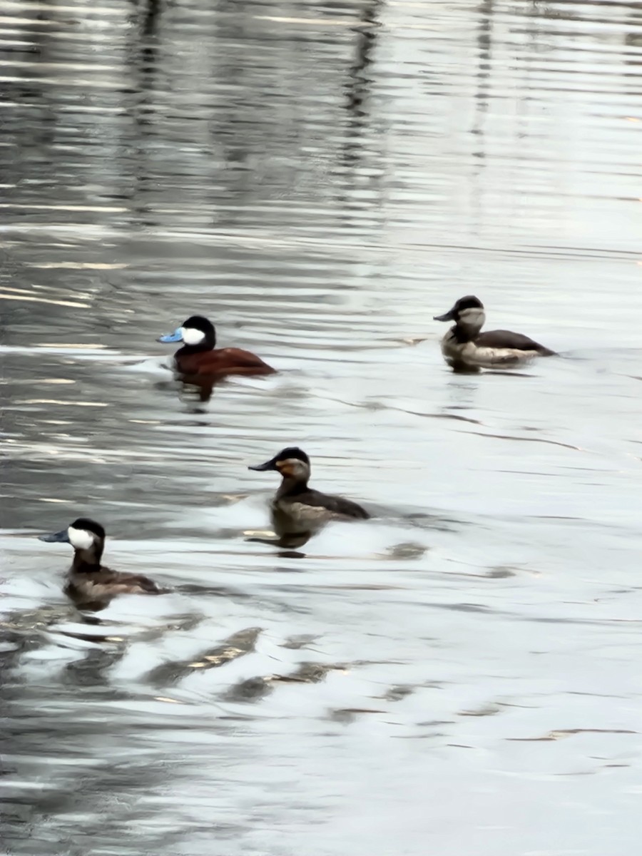 Ruddy Duck - ML633181367