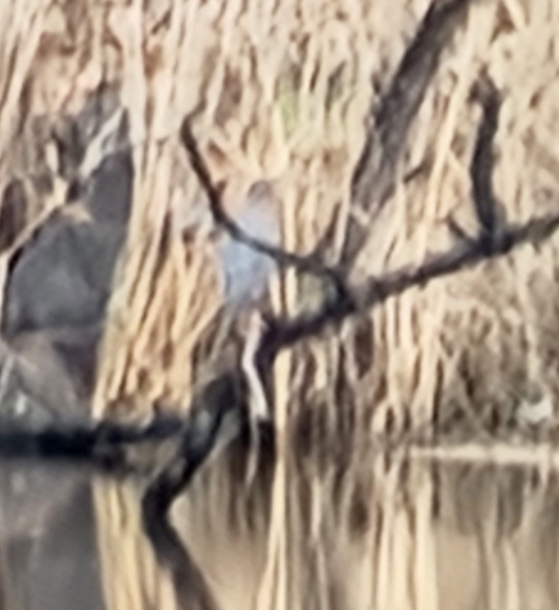 Green Heron - ML633181380