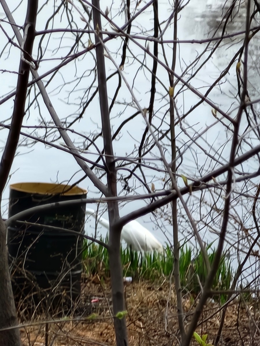 Great Egret - ML633181384