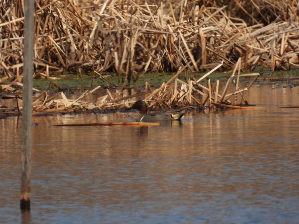 Green-winged Teal - ML633181428