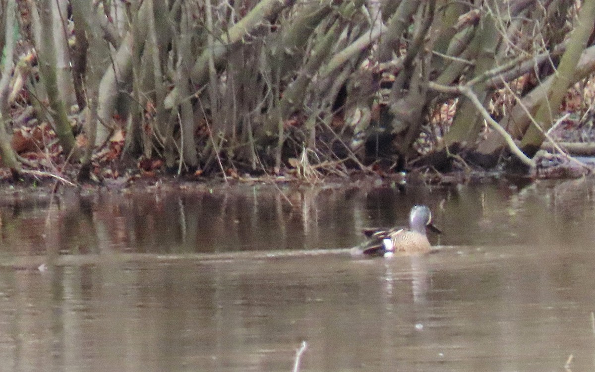 Blue-winged Teal - ML633181546