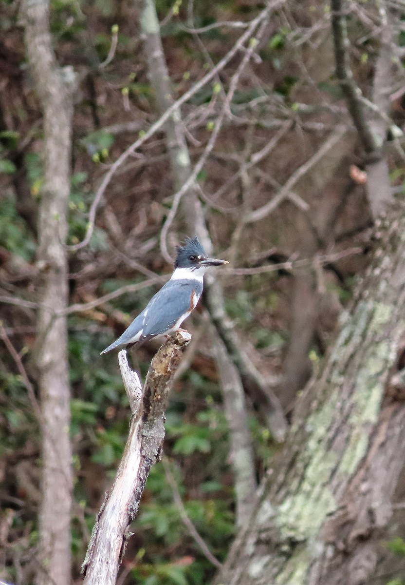 Belted Kingfisher - ML633181576