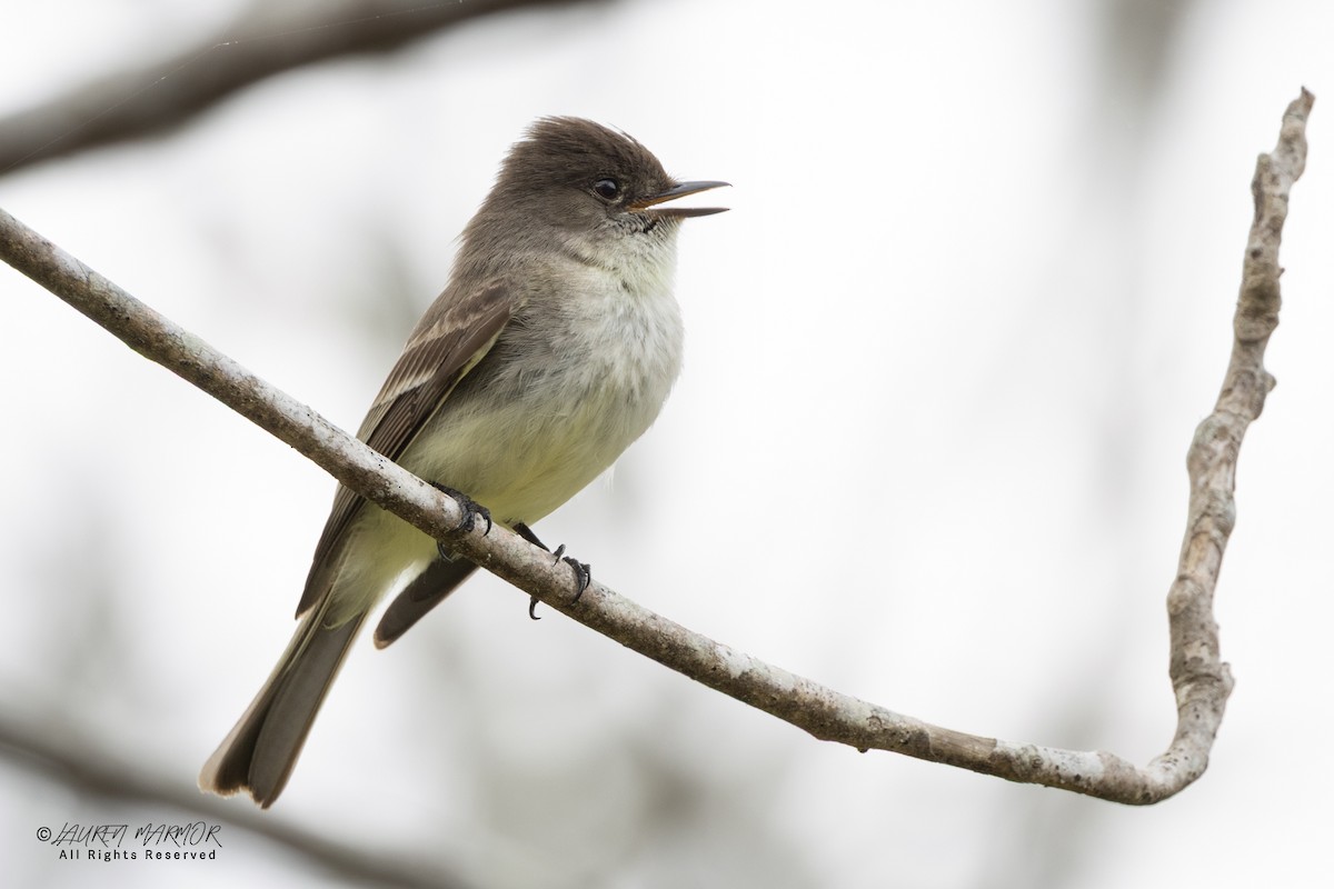 Eastern Phoebe - ML633181710