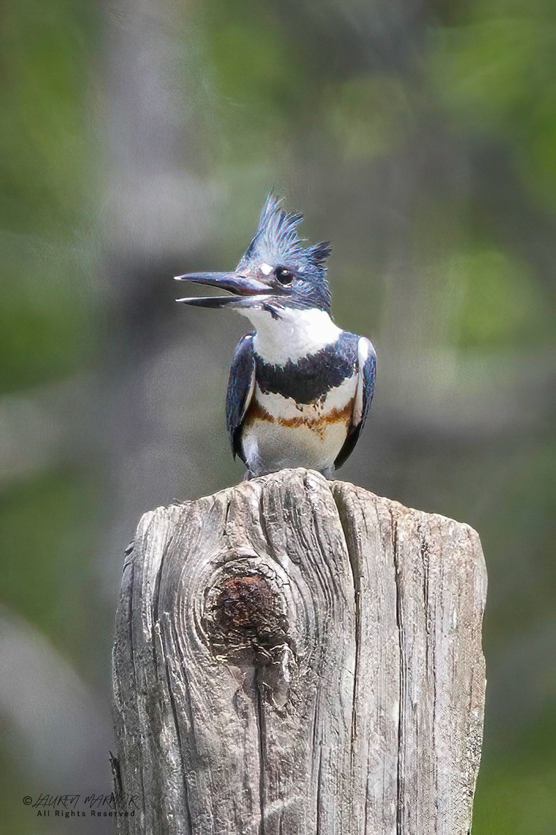 Belted Kingfisher - ML633181768