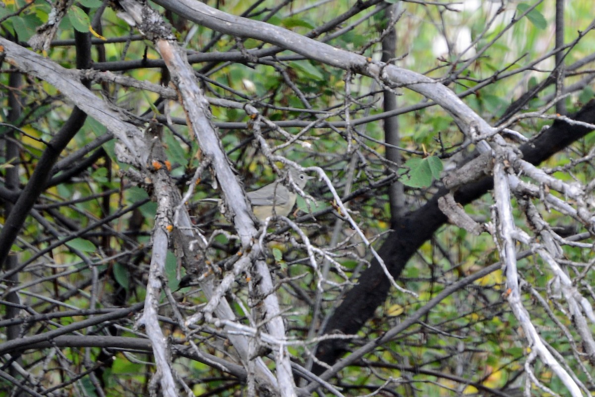 Virginia's Warbler - ML633181813
