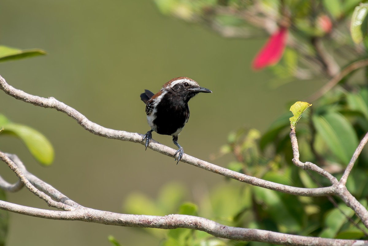 Rusty-backed Antwren - ML633181852