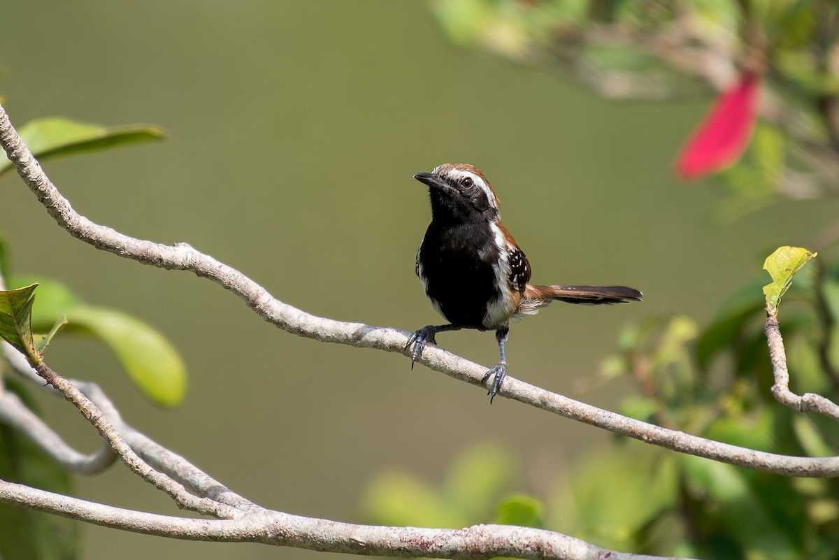 Rusty-backed Antwren - ML633181854