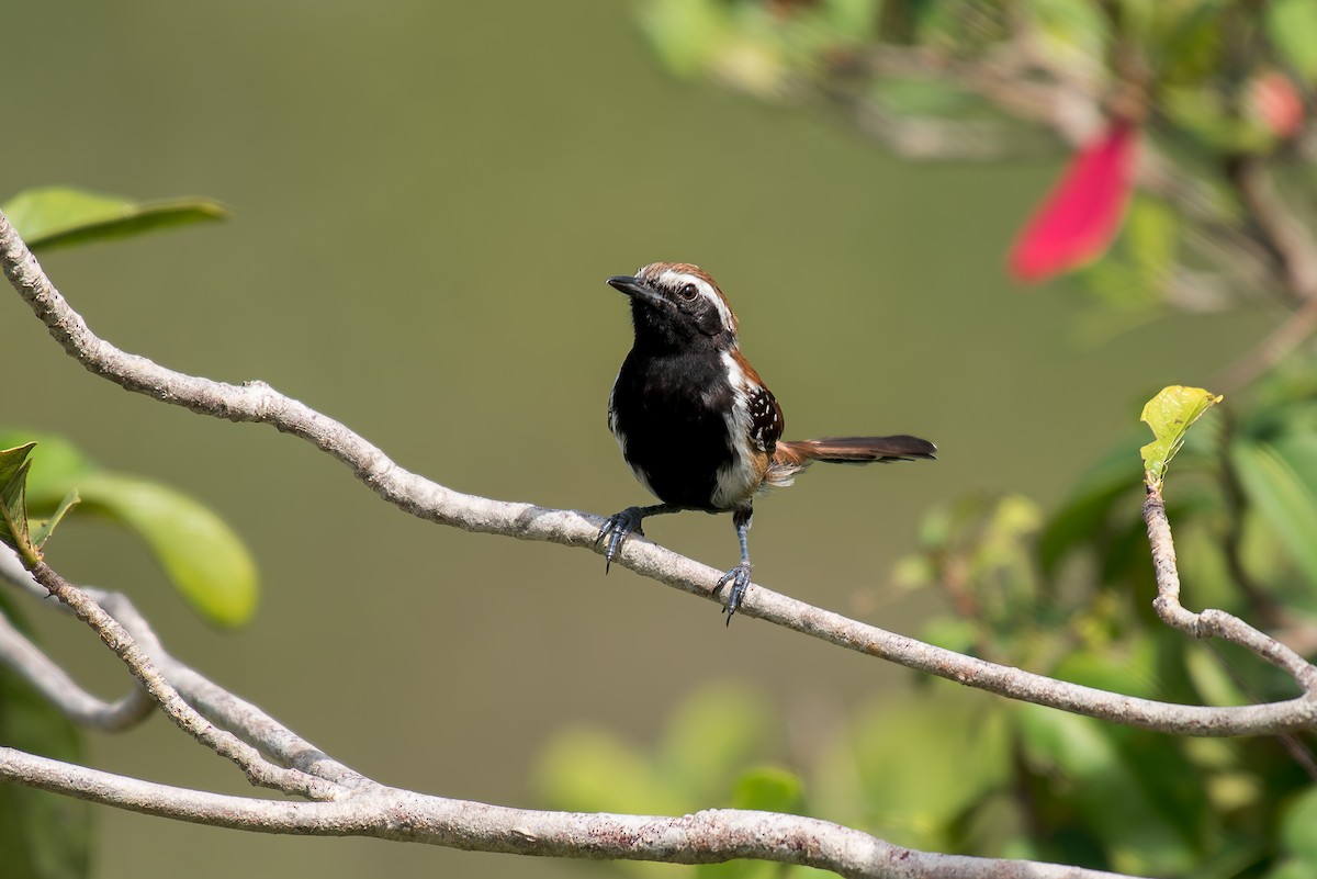 Rusty-backed Antwren - ML633181855