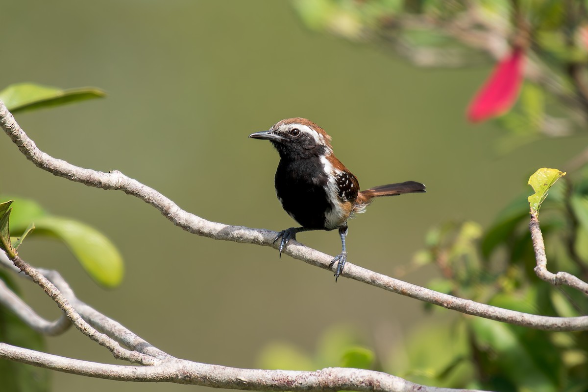 Rusty-backed Antwren - ML633181856