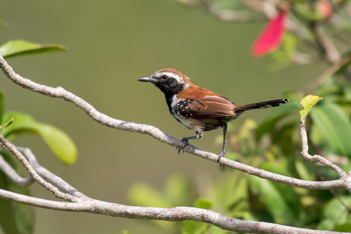 Rusty-backed Antwren - ML633181862