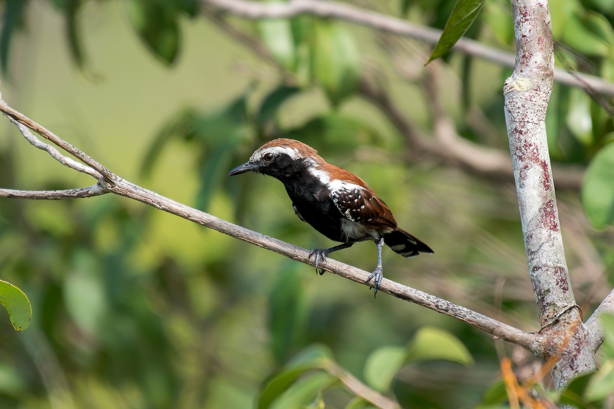 Rusty-backed Antwren - ML633181863