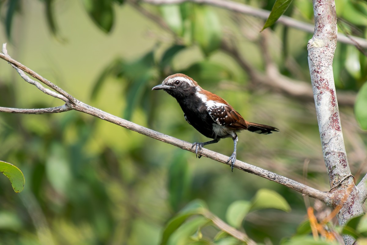 Rusty-backed Antwren - ML633181864