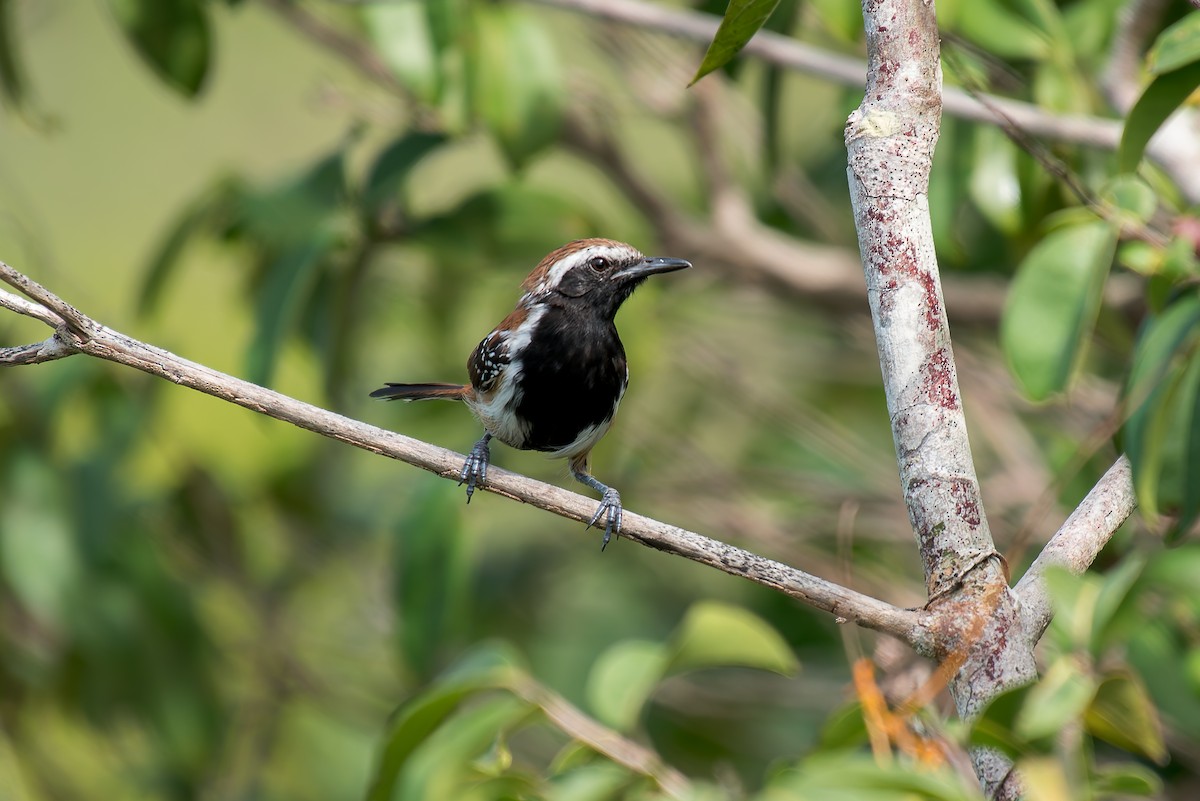 Rusty-backed Antwren - ML633181865