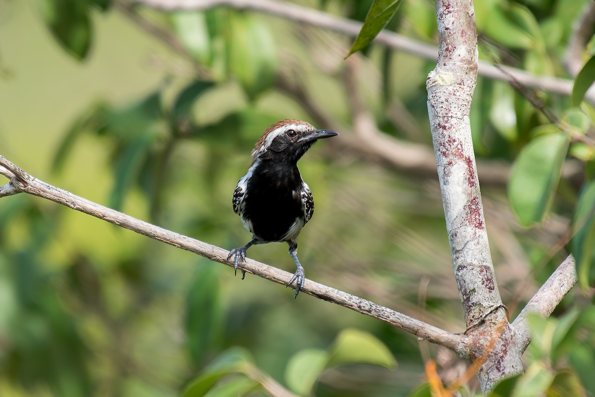 Rusty-backed Antwren - ML633181866