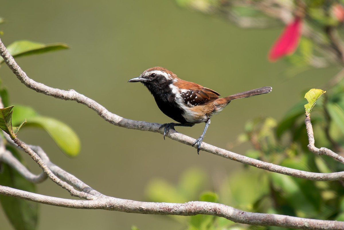 Rusty-backed Antwren - ML633181867