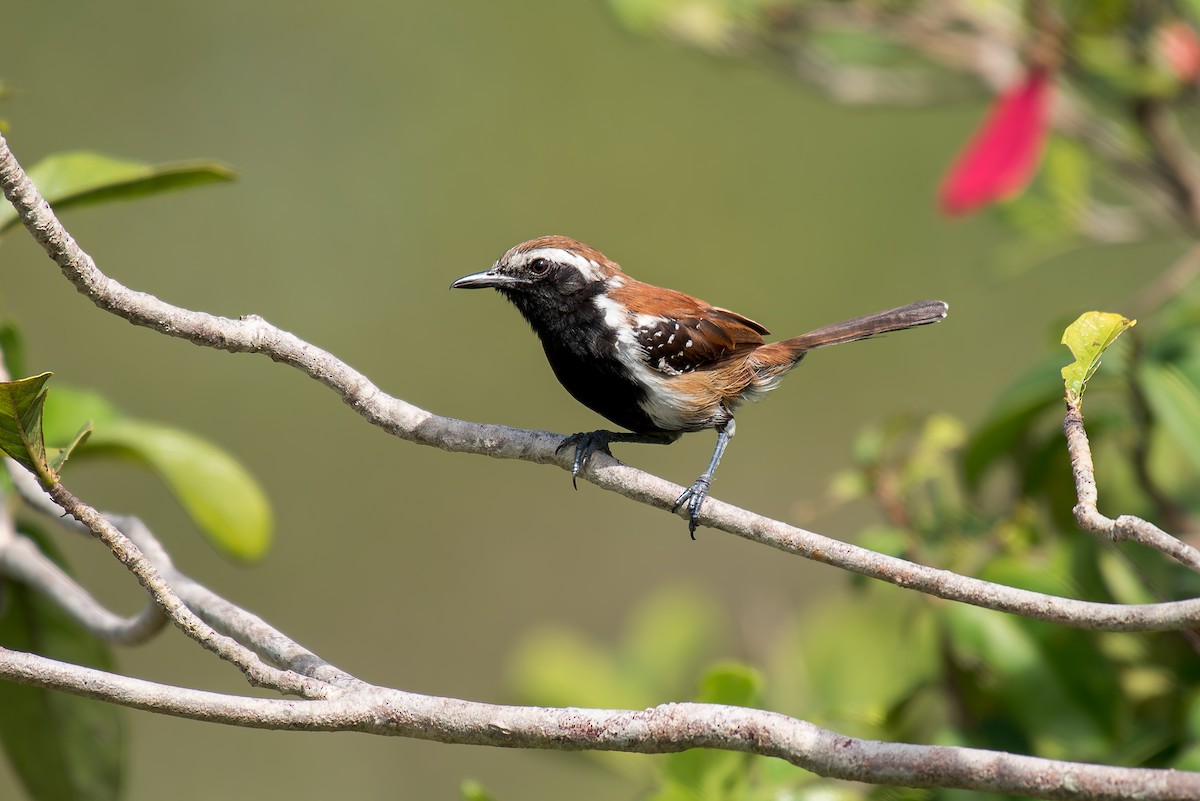 Rusty-backed Antwren - ML633181868