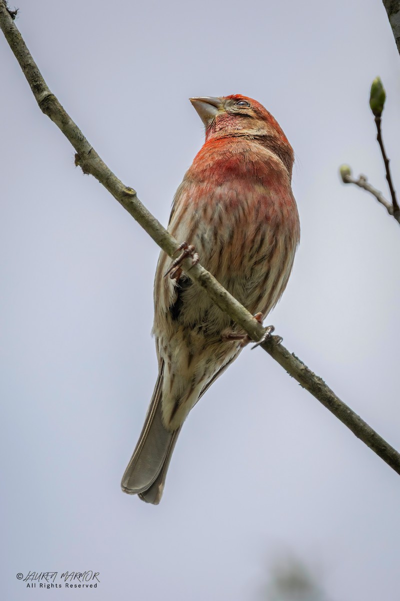 House Finch - ML633181909