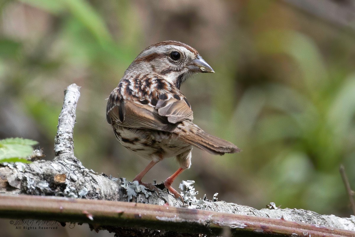 Song Sparrow - ML633181937