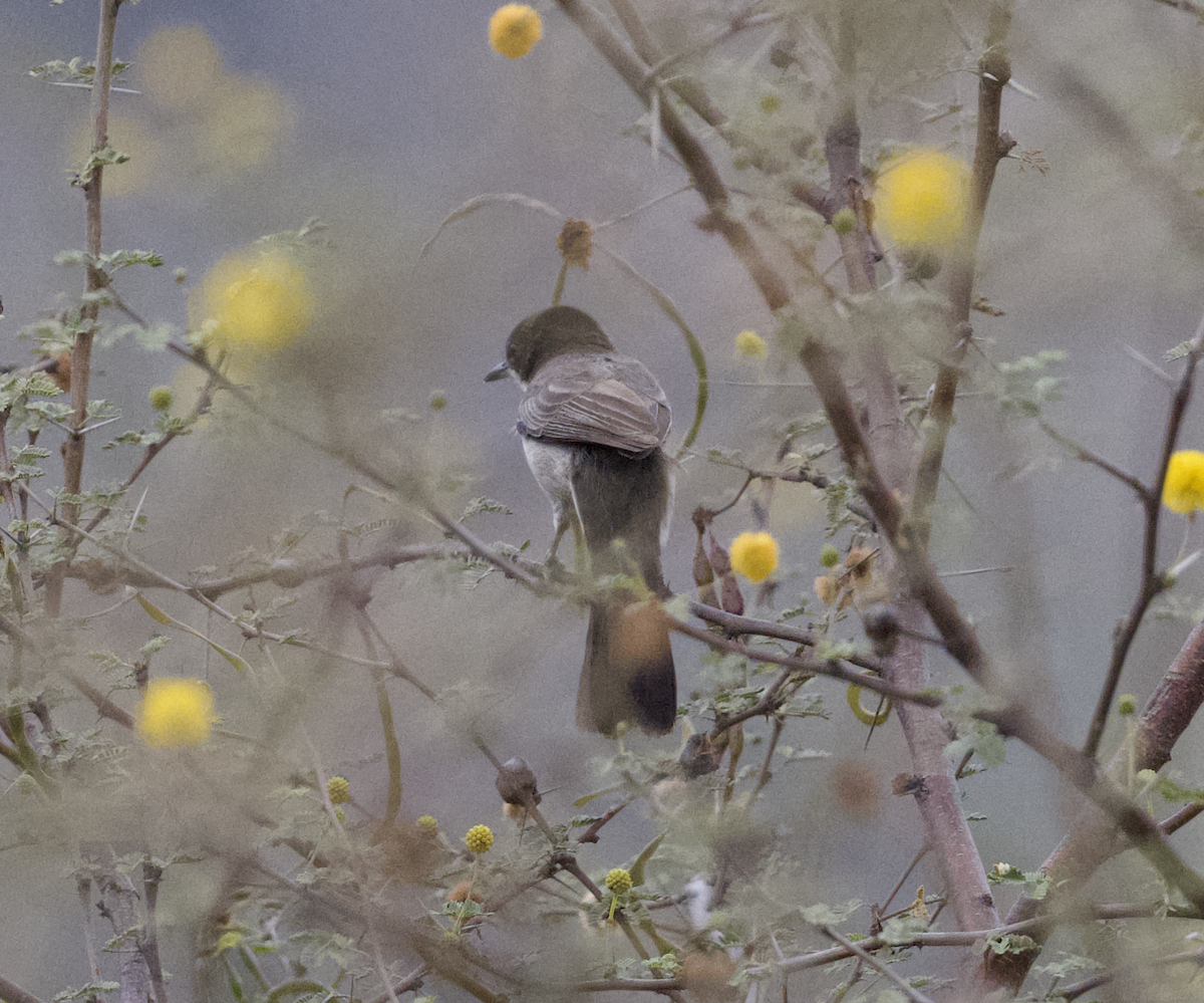 Arabian Warbler - ML633182163