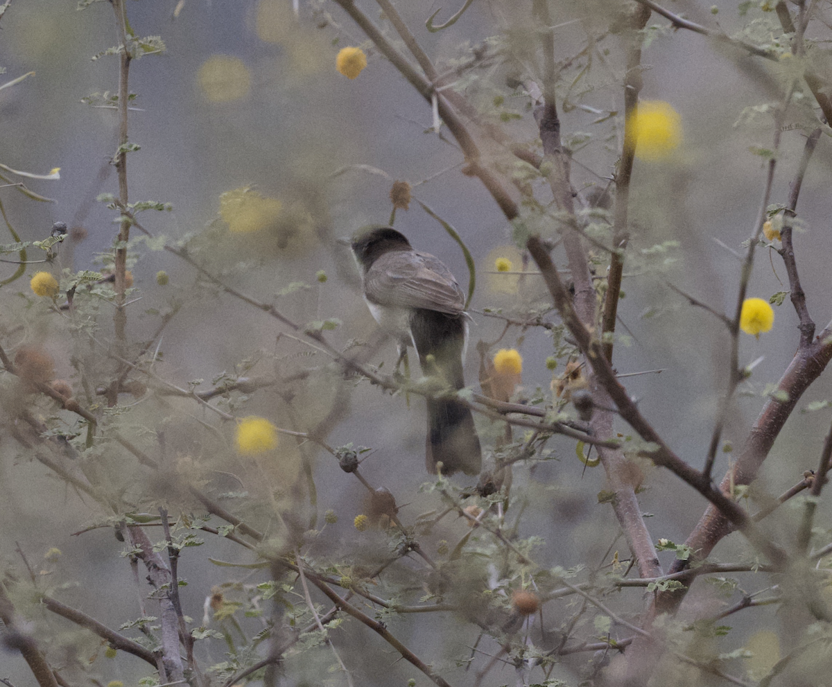 Arabian Warbler - ML633182164
