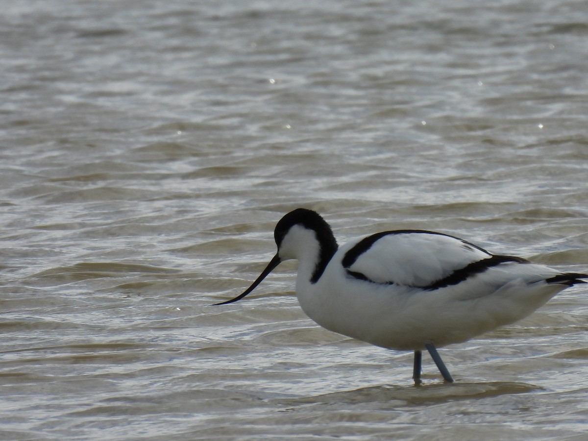 Pied Avocet - Juan Carlos Castro Laxe