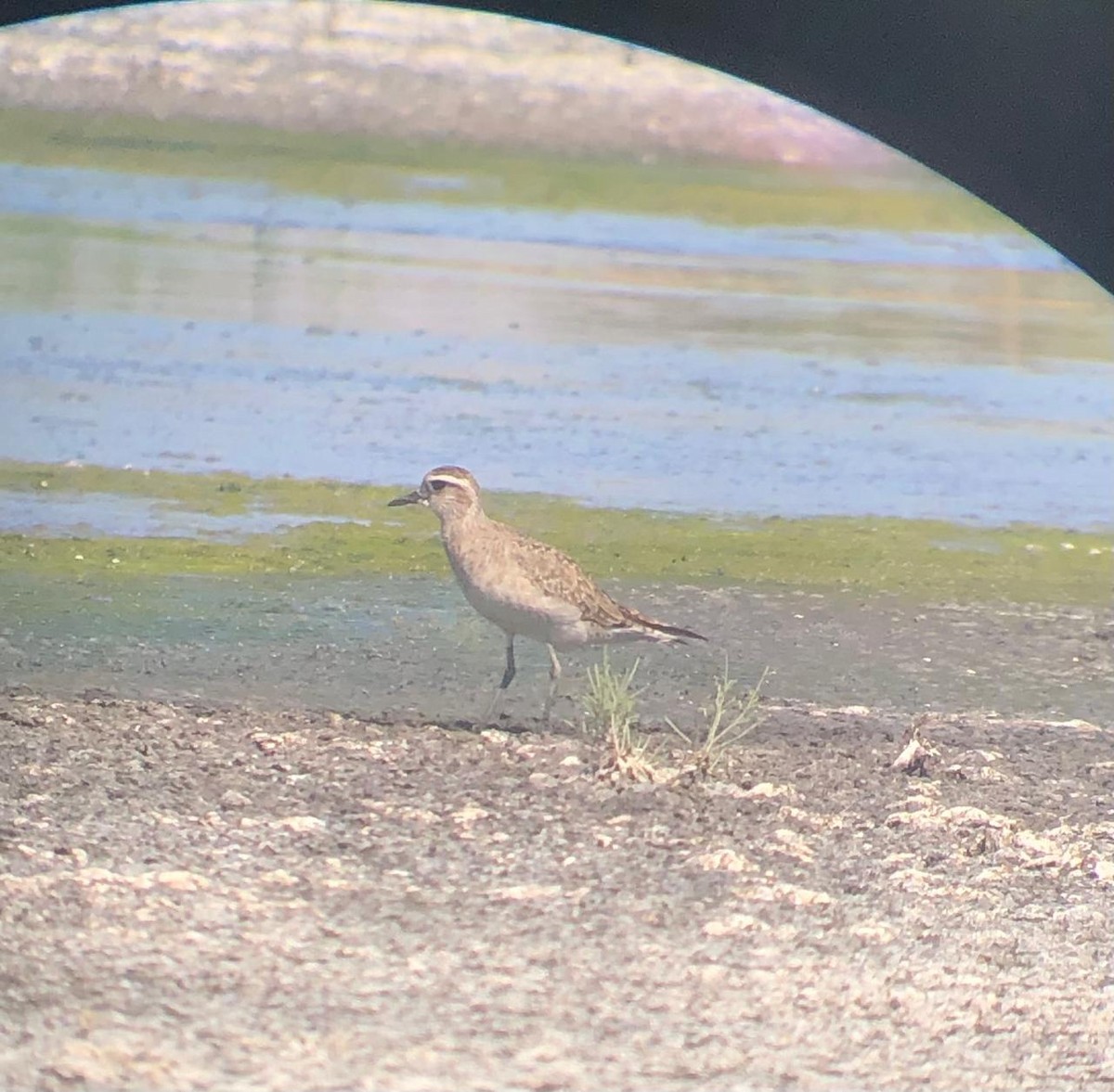 American Golden-Plover - ML633182252