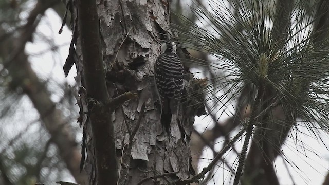 Red-cockaded Woodpecker - ML633182269