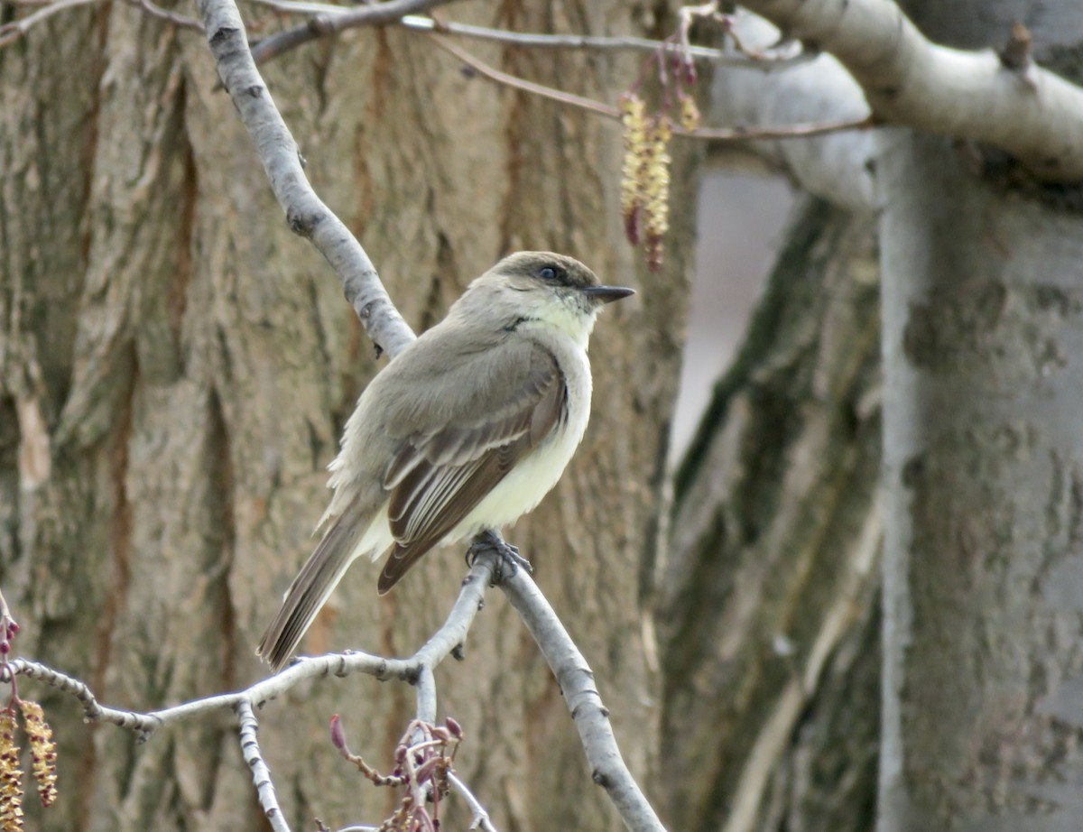 Eastern Phoebe - ML633182332