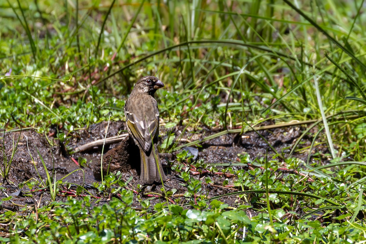 zvonohlík tmavý - ML633182459