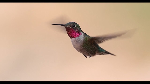 Broad-tailed Hummingbird - ML633182666
