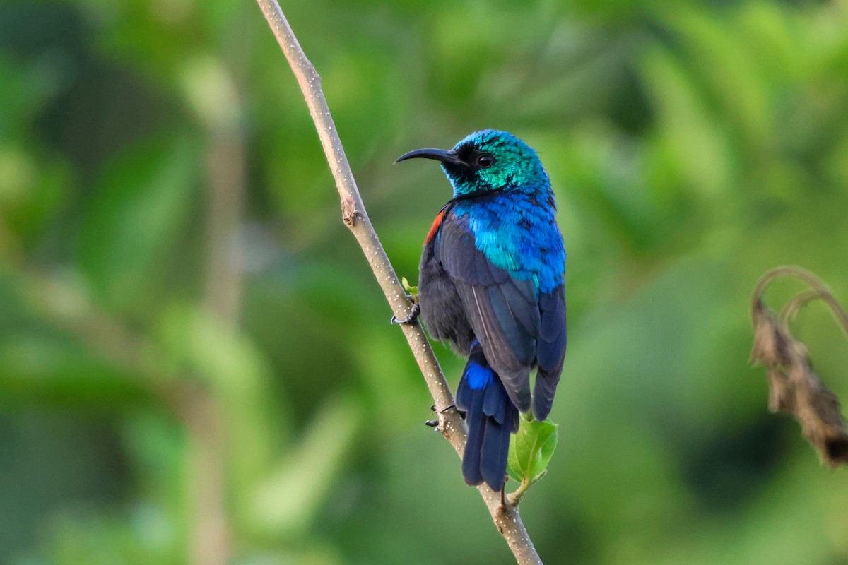 Red-chested Sunbird - ML633182720