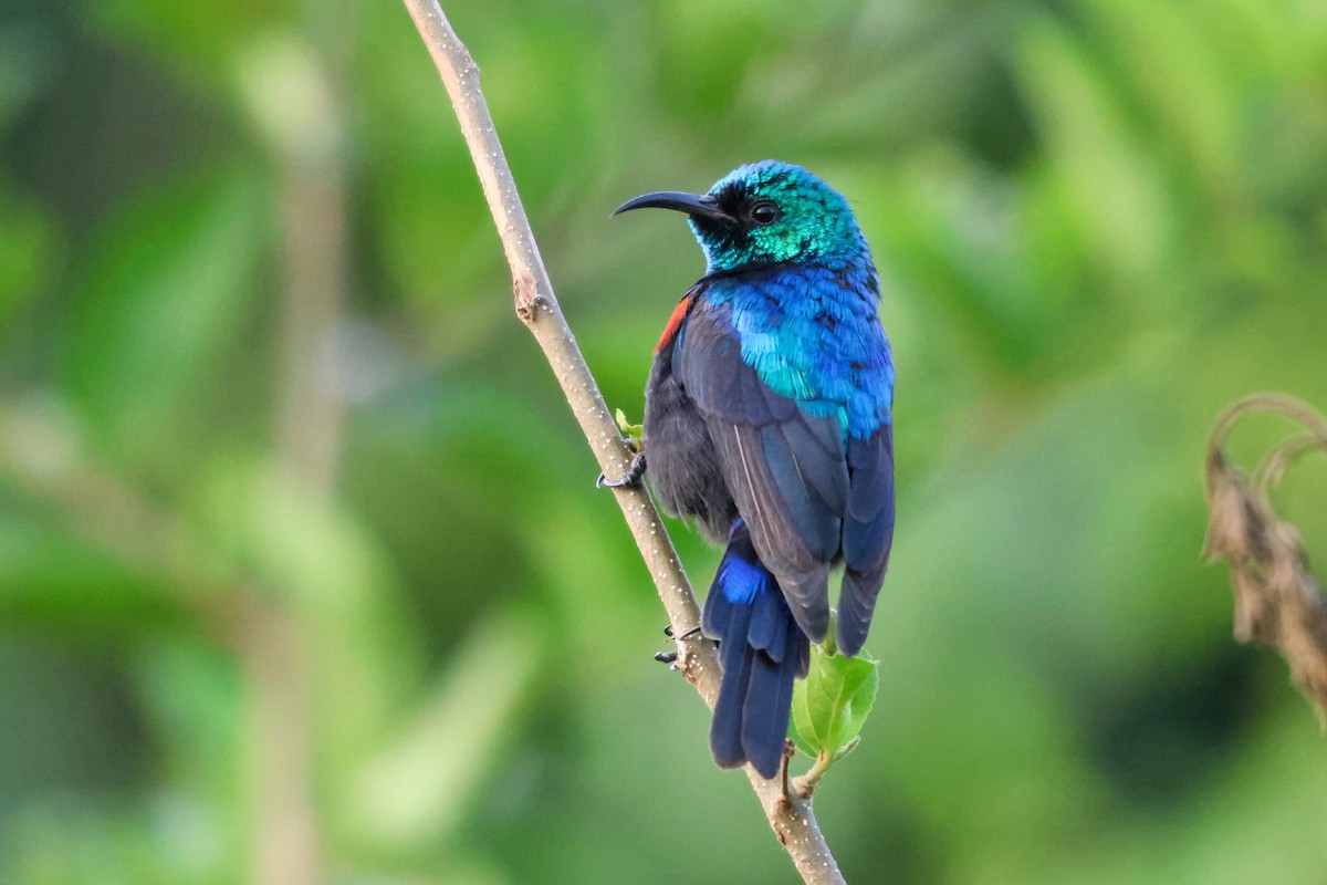 Red-chested Sunbird - ML633182721
