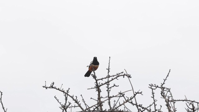 Mocking Cliff-Chat - ML633182745