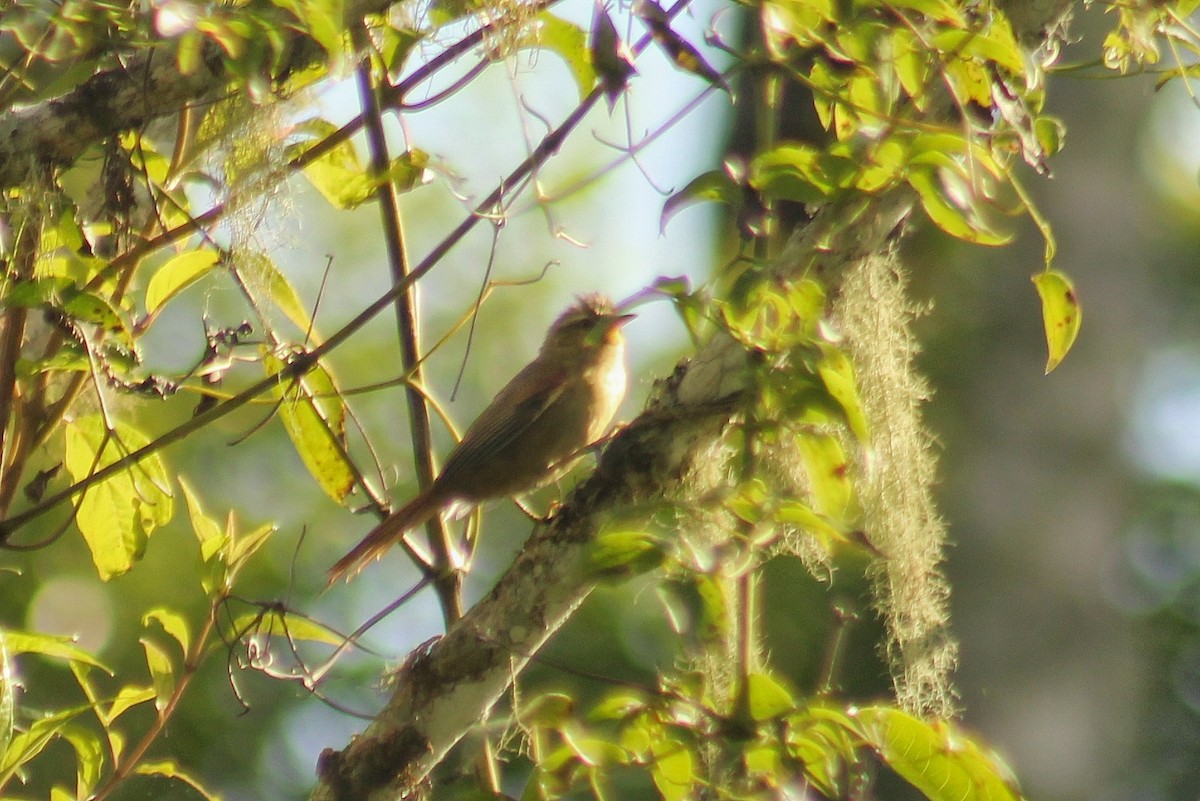 Olive Spinetail - ML633182868