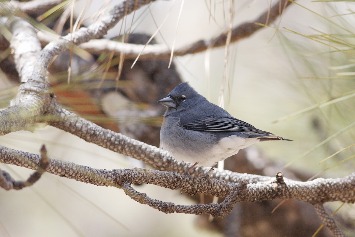 Tenerife Blue Chaffinch - ML633182957