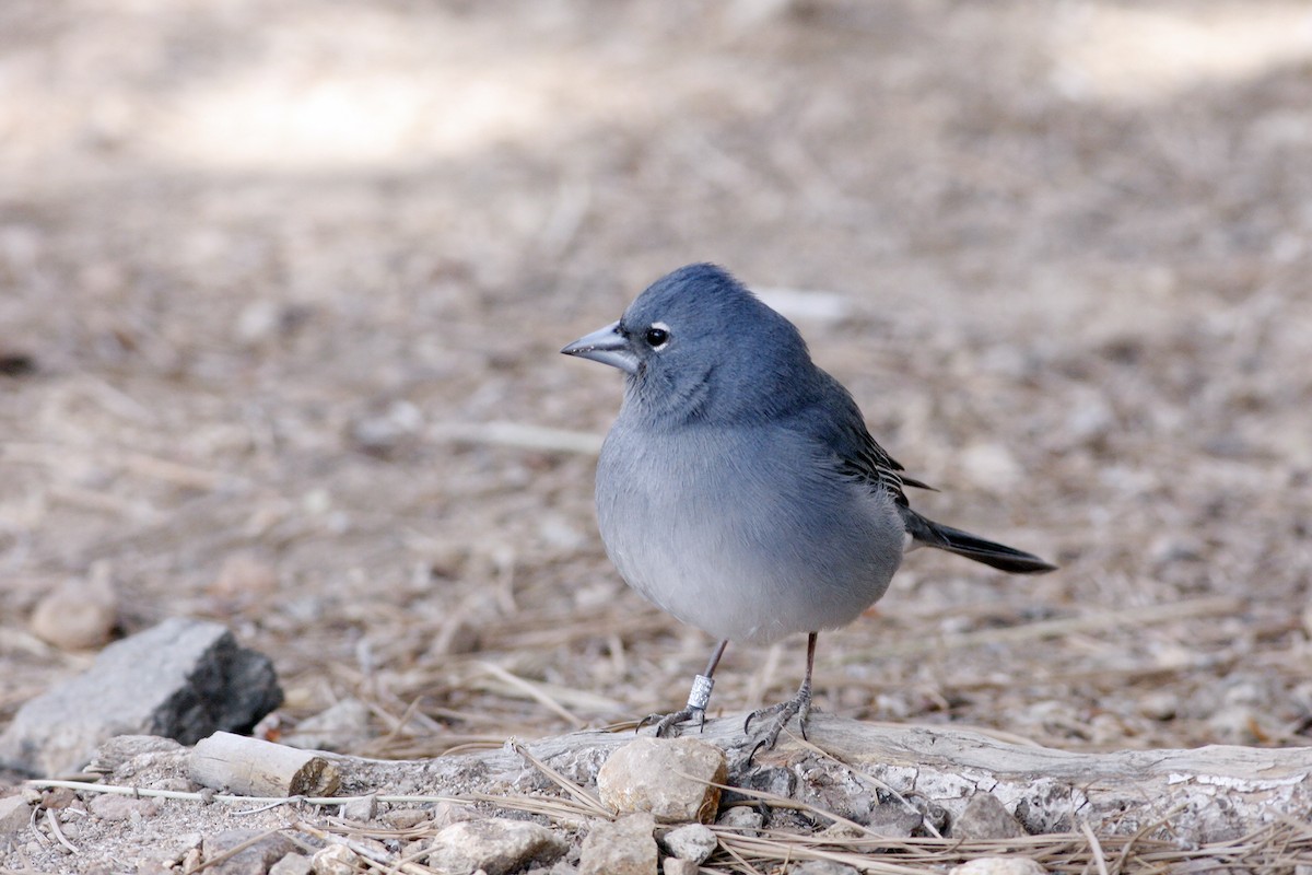 Tenerife Blue Chaffinch - ML633182964