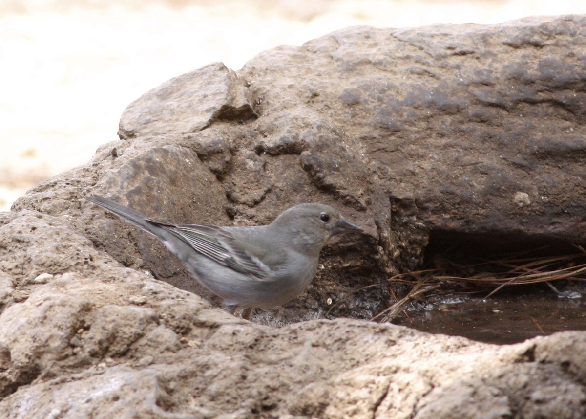 Tenerife Blue Chaffinch - ML633182965