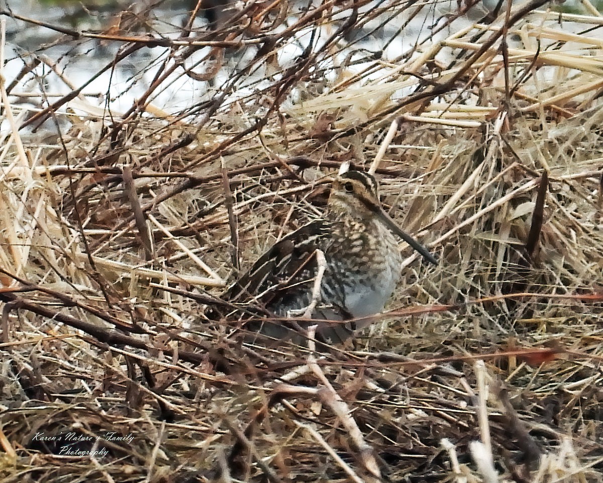 Wilson's Snipe - ML633182969