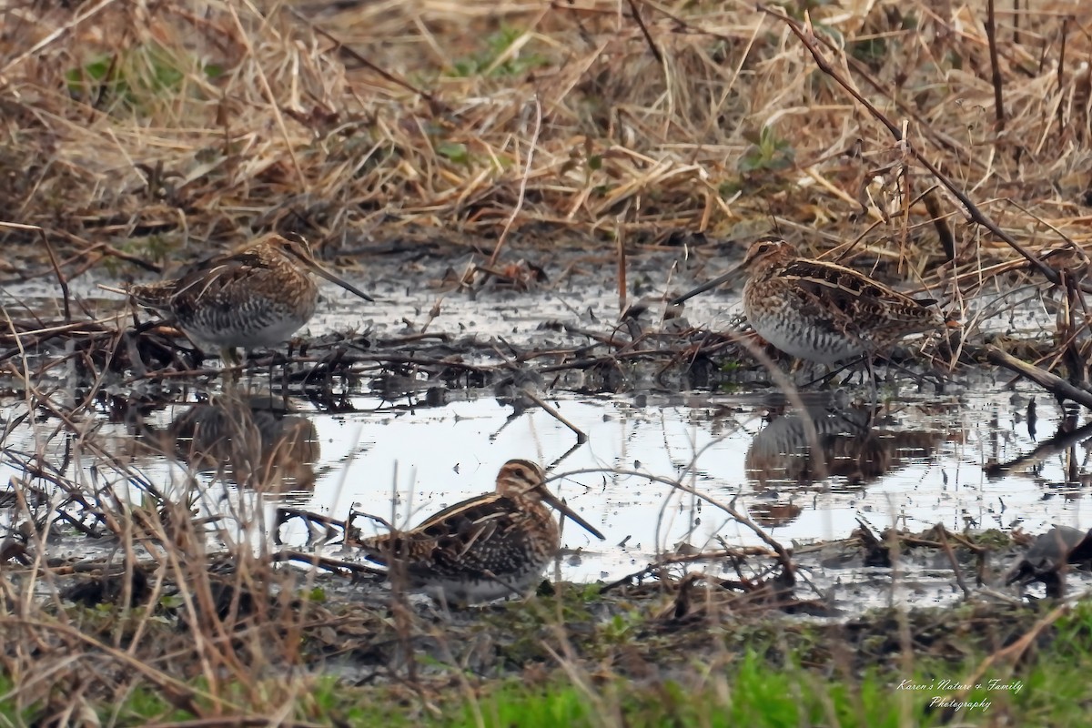 Wilson's Snipe - ML633182970