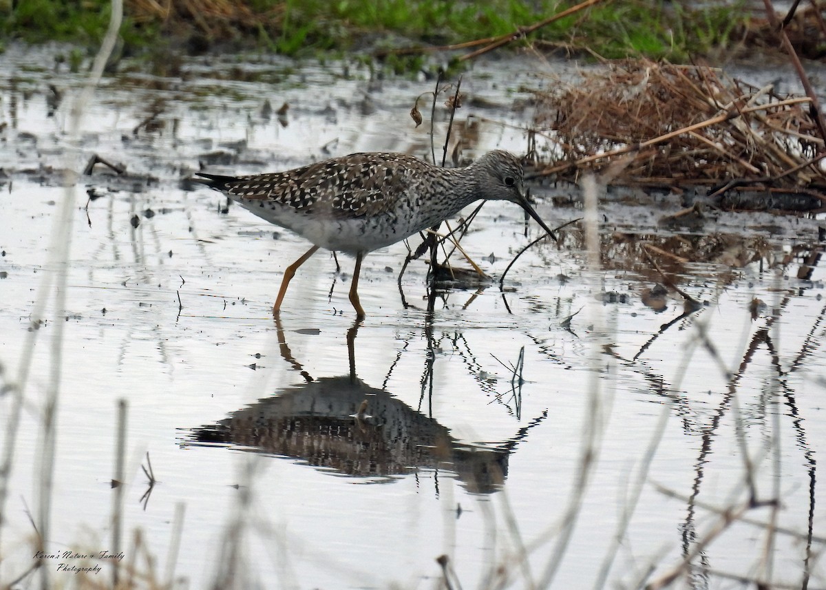 Lesser Yellowlegs - ML633182997