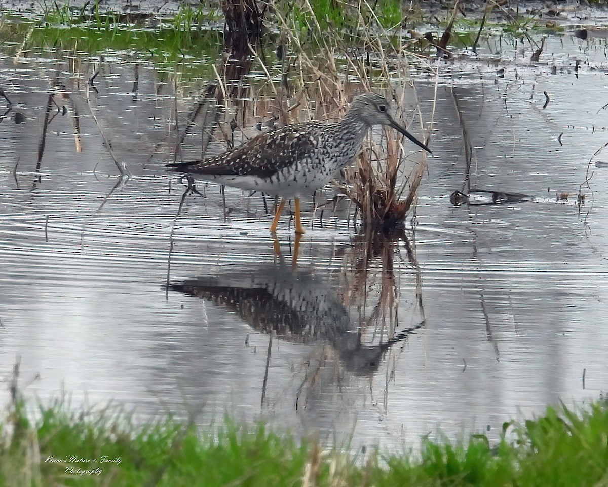 Greater Yellowlegs - ML633183014