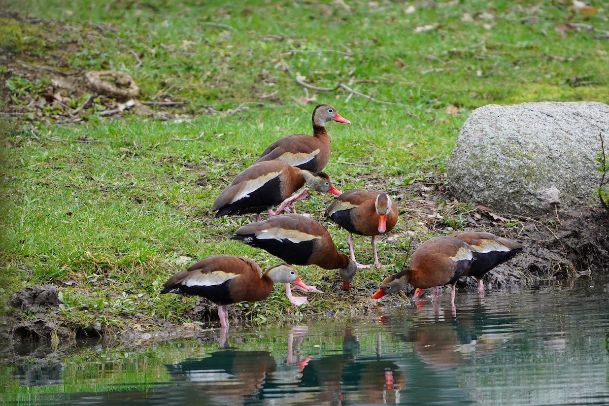 Black-bellied Whistling-Duck - ML633183079