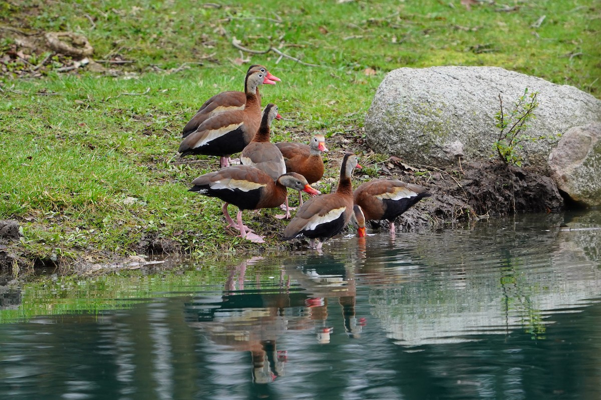 Black-bellied Whistling-Duck - ML633183133