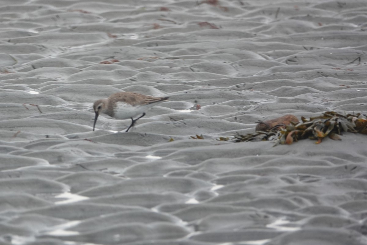 Dunlin - ML633183168