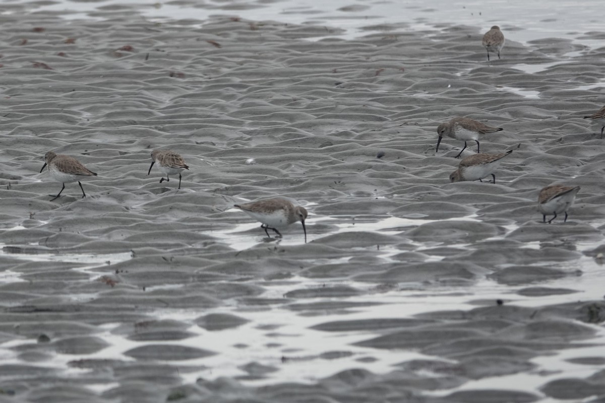 Dunlin - ML633183169