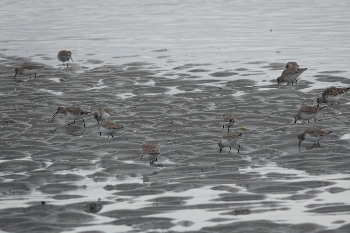 Dunlin - ML633183170