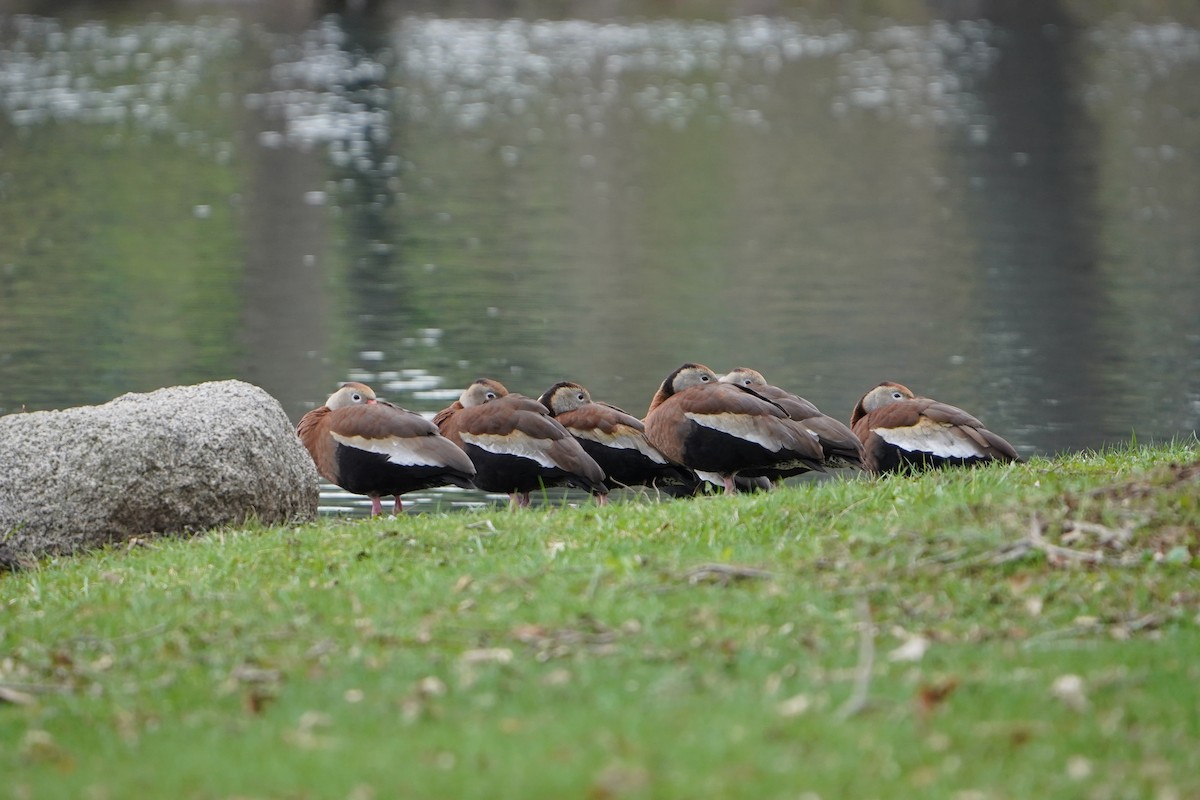 Black-bellied Whistling-Duck - ML633183205