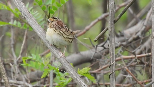 LeConte's Sparrow - ML633183214
