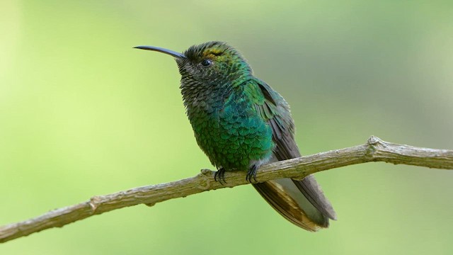 kobberkronekolibri - ML633183327