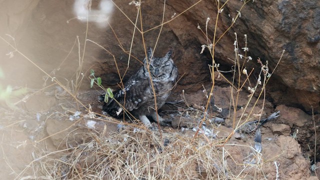 Grayish Eagle-Owl - ML633183359